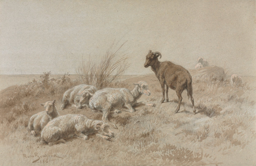 Sheep (brush and brown wash over graphite, heightened with lead white)